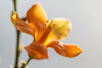 Orange lily flower with water droplets