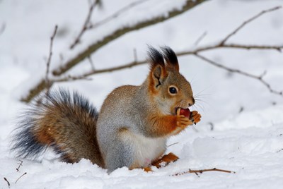 Red squirrel eating nut in snow