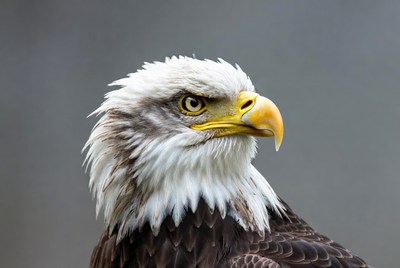 Bald eagle close-up portrait