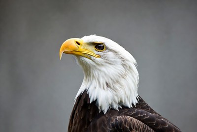 Bald eagle close-up portrait