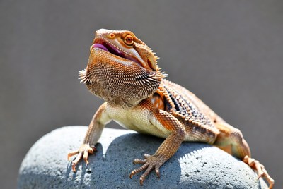 Bearded Dragon Lizard on Rock