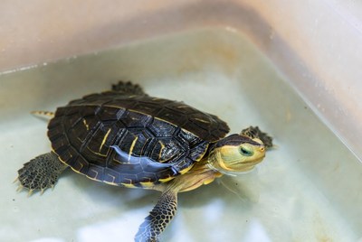 Baby turtle swimming in water tank