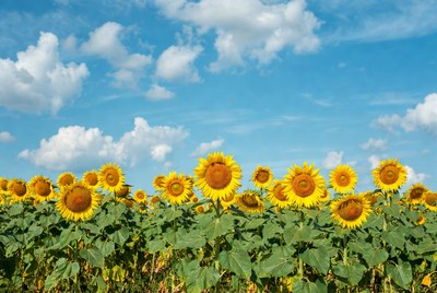 Sunflower Field Under Blue Sky