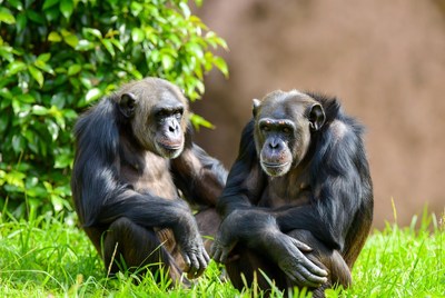 Two chimpanzees sitting in grass