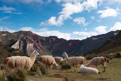 Herd of llamas in mountains