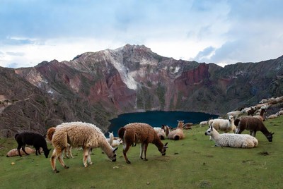 Llamas grazing near turquoise crater lake