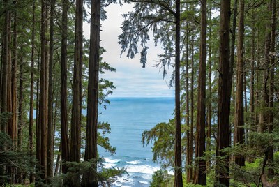 Redwoods Framing Ocean View