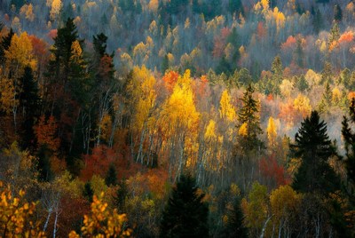 Autumn Forest with Vibrant Fall Colors