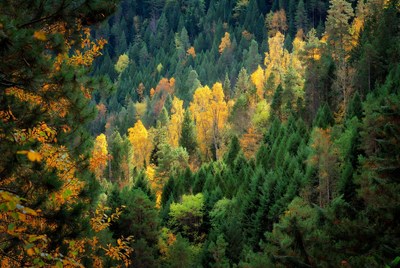 Autumn Forest with Vibrant Yellow Trees