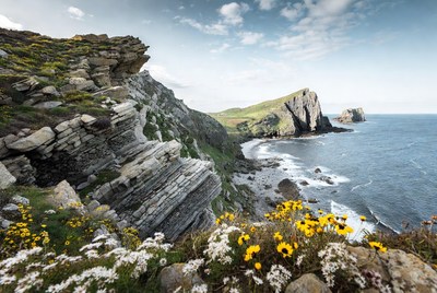 Cliffside Coastal Landscape with Wildflowers