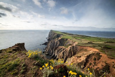 Cliff Edge with Ocean and Yellow Flowers