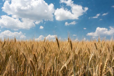 Golden Wheat Field Under Blue Sky