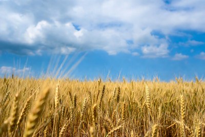 Golden Wheat Field Under Blue Sky