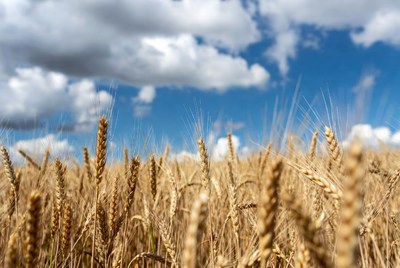 Golden Wheat Field Under Blue Sky