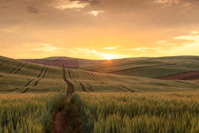 Wheat Fields Path at Sunset
