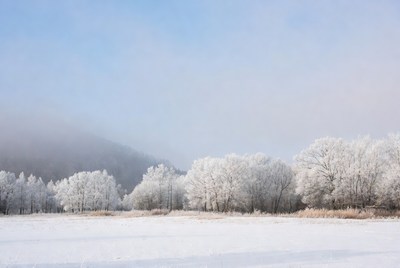 Snow-Covered Trees in Winter Field
