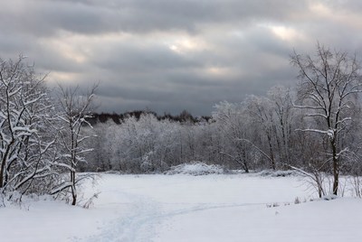 Snowy Forest Path Under Cloudy Sky