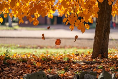 Falling autumn leaves from golden tree