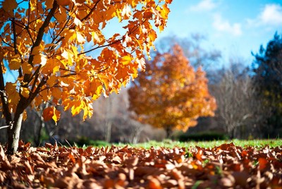 Autumn Maple Tree with Fall Leaves
