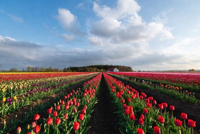 Colorful Tulip Fields with White House