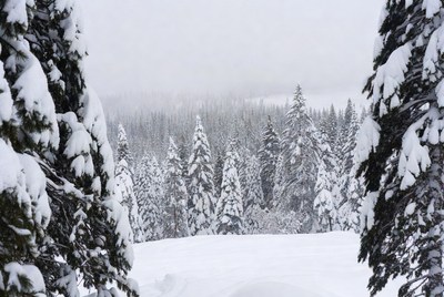Snowy Pine Forest Landscape
