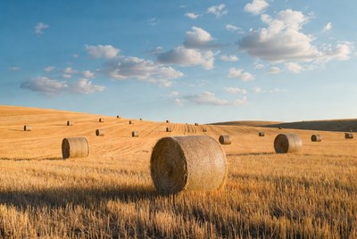 Hay bales in golden field
