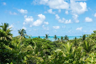 Tropical Palm Trees Overlooking Ocean