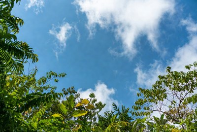 Blue sky framed by tropical leaves