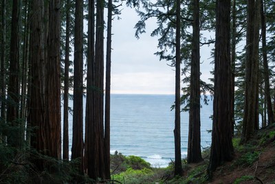 Redwood Forest Framing Ocean View