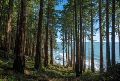 Redwood Forest Overlooking Ocean Waves