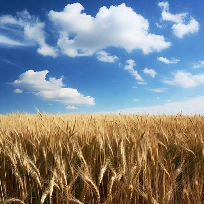 Golden Wheat Field Under Blue Sky