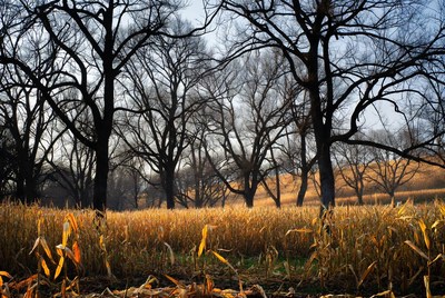 Bare Trees Over Golden Corn Field