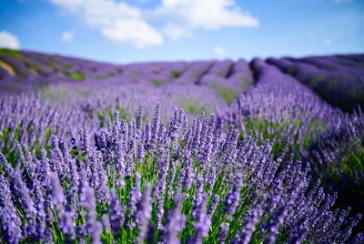 Lavender Fields Under Blue Sky