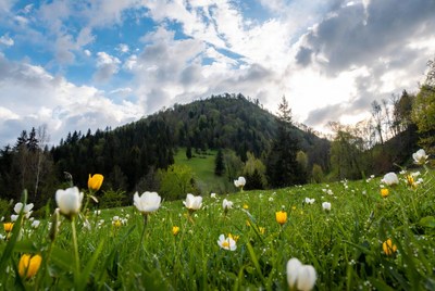 Daisy flowers in front of forested mountain
