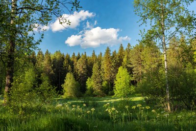 Lush green forest with meadow