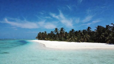 Tropical white sand beach with palms