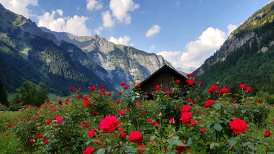 Chalet amid red roses and mountains