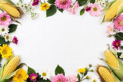 Corn and Flowers Border on White