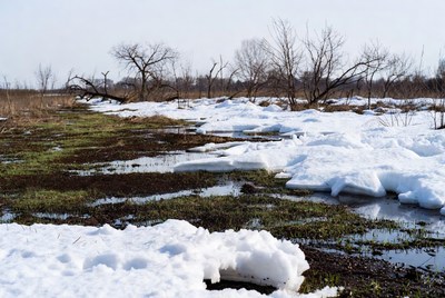 Snowy Marsh with Bare Trees