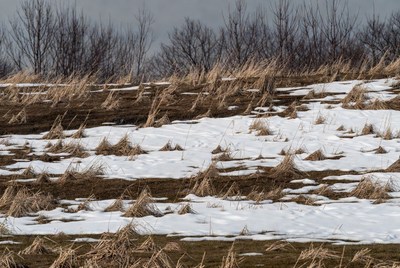 Snowy Grass Field with Bare Trees