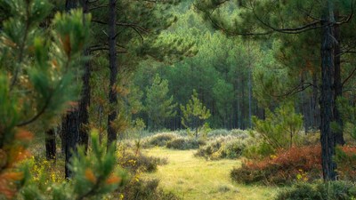 Forest Path Through Pine Trees