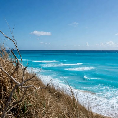 Ocean waves from dune grass