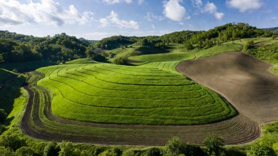 Terraced Green Rice Fields Landscape