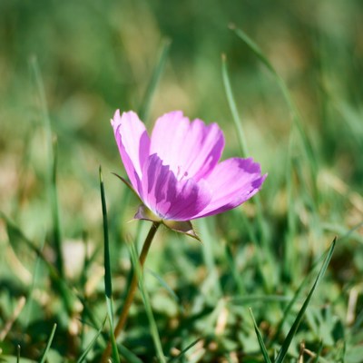 Pink flower in green grass