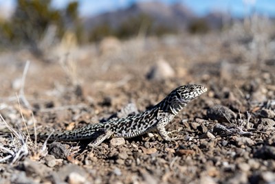 Zebra-tailed lizard on desert ground