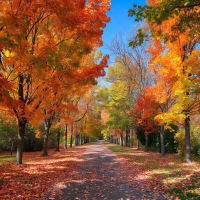 Autumn Tree-Lined Path with Fall Leaves