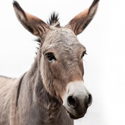 Donkey with large ears