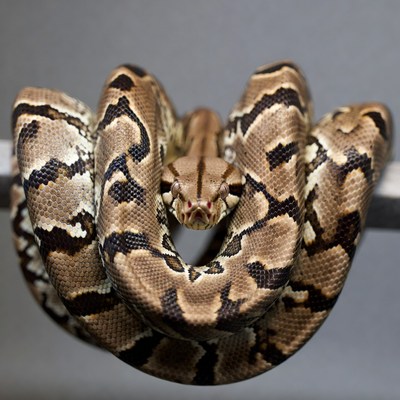Coiled Burmese Python on Branch