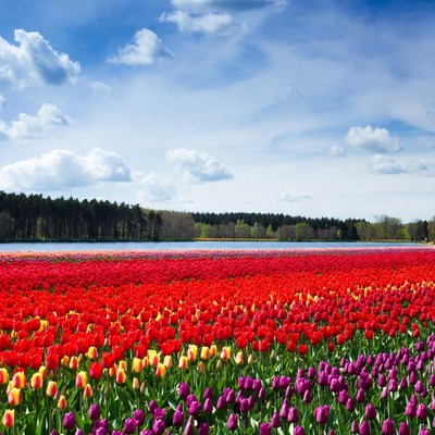 Colorful Tulip Fields Under Blue Sky
