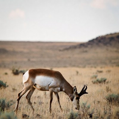 Pronghorn Antelope Grazing in Grassland